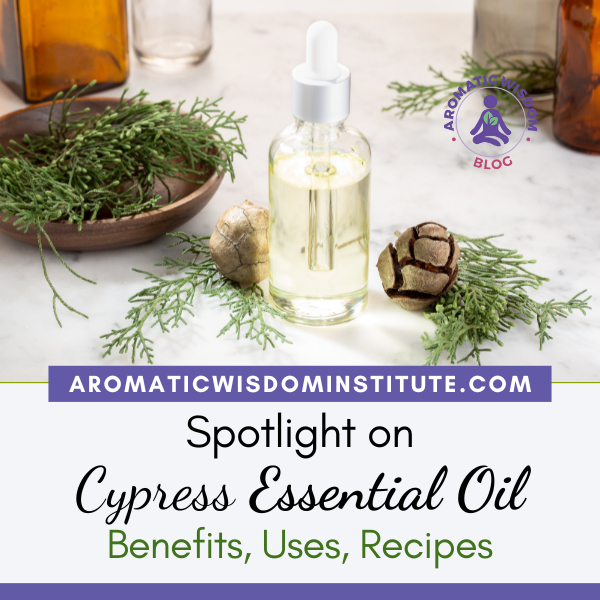 Fragrant Friday:  Essential Oil Spotlight Cypress (Cupressus sempervirens)
