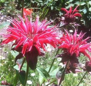 BeeBalm