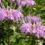 MonardaFistulosa