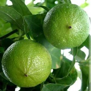 bergamot