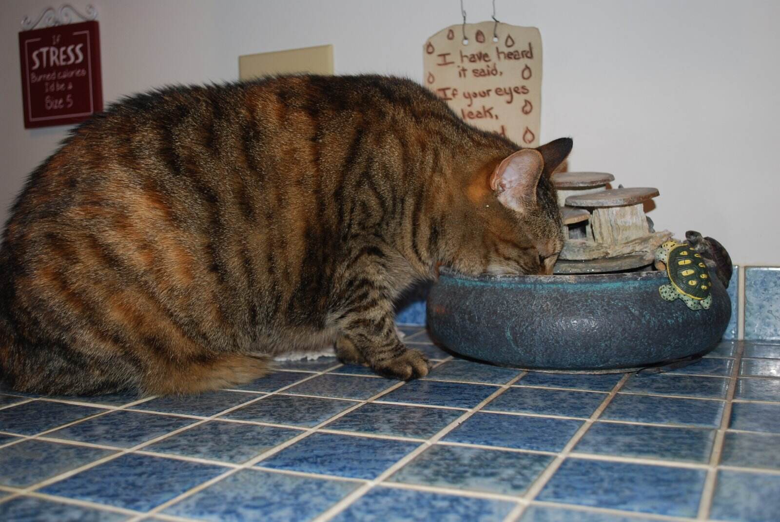 Pepper drinking from fountain