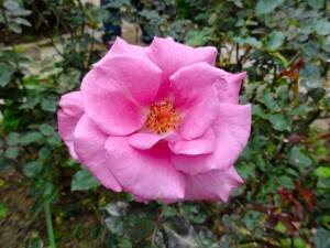 Types of Rose Oils – Sources of Rose to Obtain Essential Oil & Absolutes