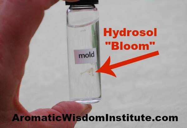 HydrosolBloomMold