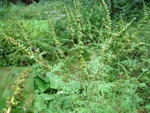 Ragweed