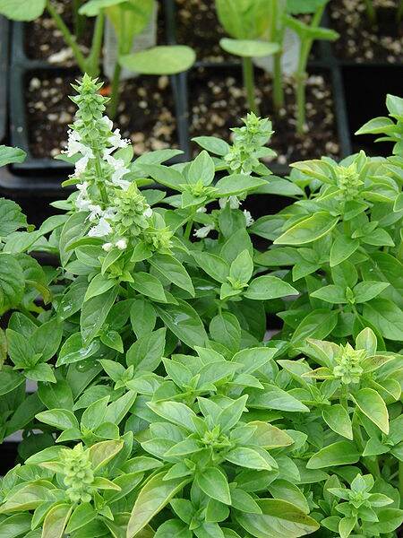 Fragrant Friday: Basil ct linalol (Ocimum basilicum ct linalol