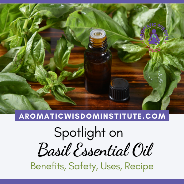 Fragrant Friday:  Basil ct linalol (Ocimum basilicum ct linalol)