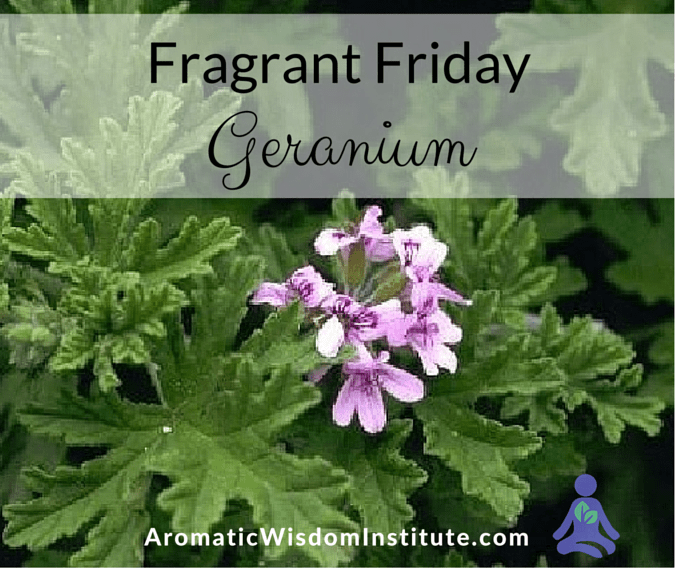 FF-Geranium-Graphic (1)