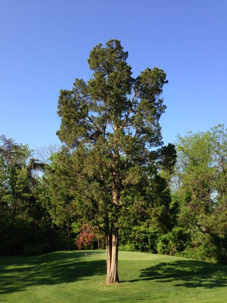 JuniperusVirginianaTree