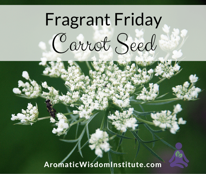 Fragrant Friday: Carrot Seed (Daucus carota), Aromatic Wisdom Institute, Essential Oil Education, Aromatherapy Certification