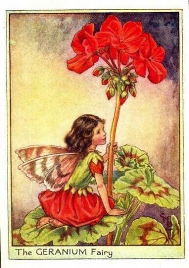 Geranium-Flower-Fairy