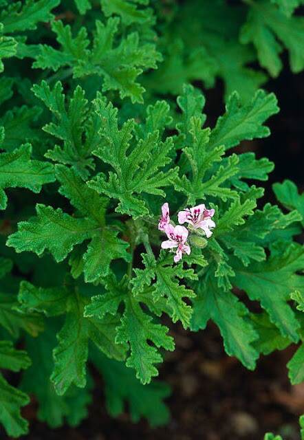 pelargonium