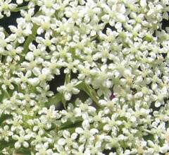 queen-annes-lace-tiny-flowers