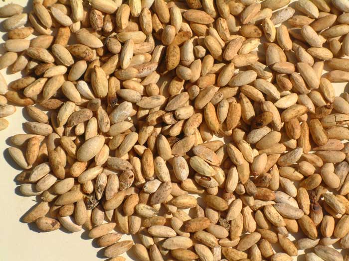 Dried Neem Seeds 