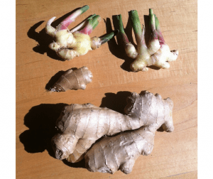 Fragrant Friday Ginger Root