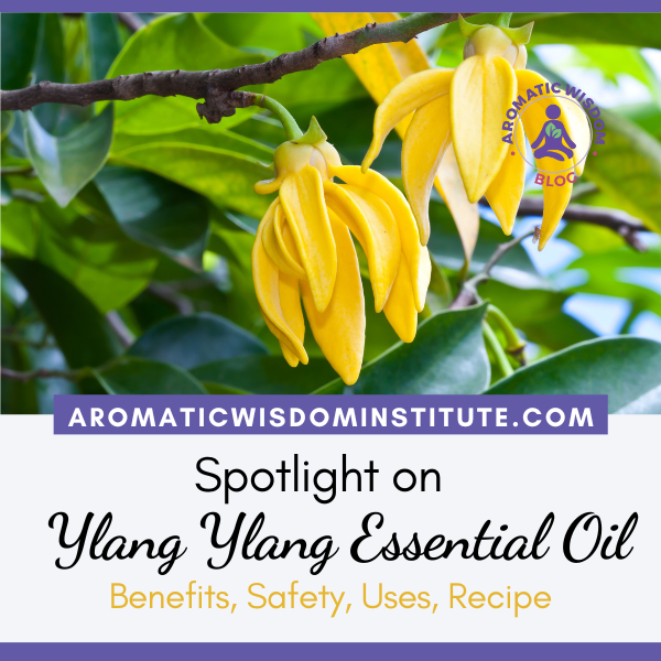 Fragrant Friday: Ylang Ylang (Cananga odorata) Essential Oil Profile Spotlight