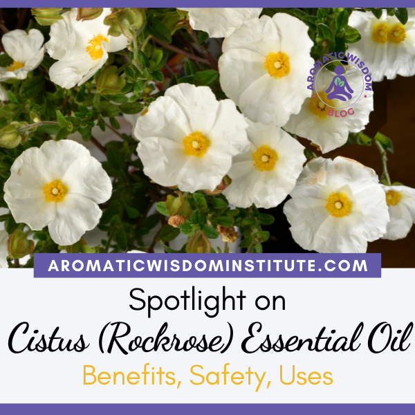 Fragrant Friday: Cistus Essential Oil Profile Spotlight (Cistus ladaniferus)