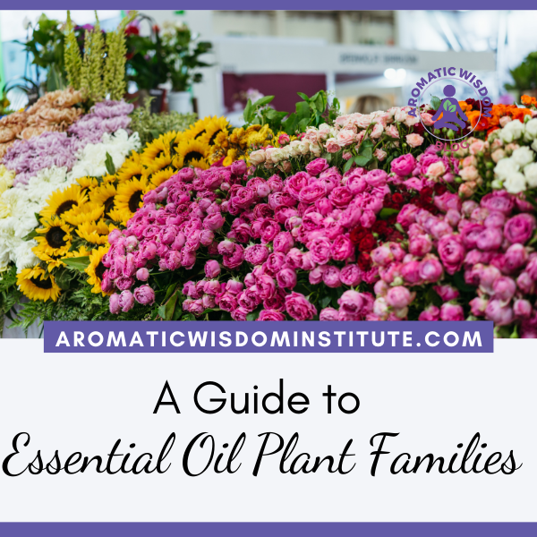 A Guide to the Five Primary Essential Oil Plant Families