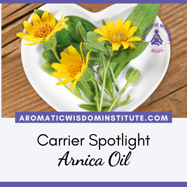 Carrier Spotlight: Arnica Oil Uses and Benefits with Essential Oils