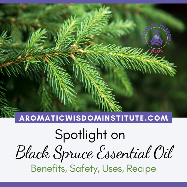 Fragrant Friday: Black Spruce Essential Oil Profile Spotlight (Picea mariana)
