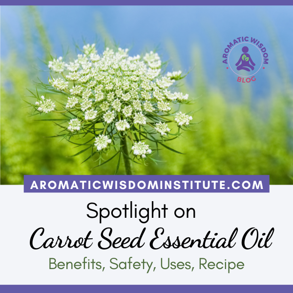 Fragrant Friday: Carrot Seed Essential Oil Profile Spotlight (Daucus carota)