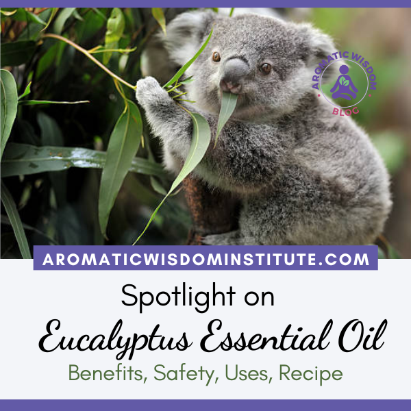 Fragrant Friday: Spotlight on Eucalyptus (Eucalyptus globulus) Essential Oil Profile